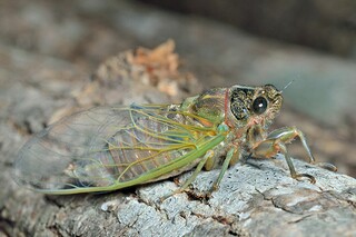 给奶奶送阳光作文（给奶奶送阳光的短文）