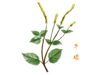 游桃花坞作文（桃花坞的美景作文）