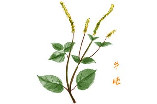 赞颂长江的诗歌_赞颂长江诗歌朗诵稿重考率低