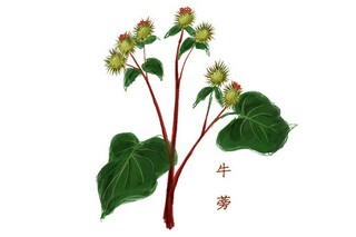 菊花作文（菊花作文结尾）