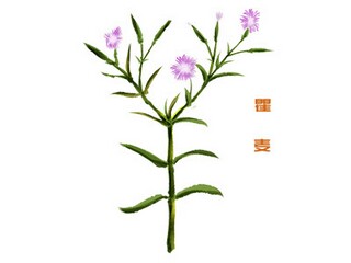 花的优美句子_赞美菊花的优美句子