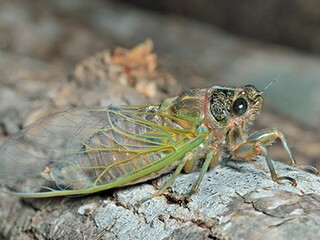 描写山景的优美句子（描写山景的优美句子短句）