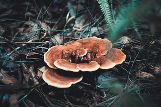 凉州词王之涣古诗（凉州词王之涣古诗讲解视频）