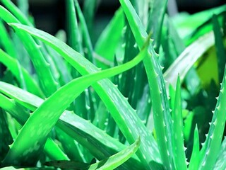 落叶与生命诗词（落叶与生命诗词大全）