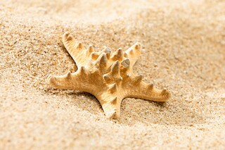 桃叶青青励志故事(桃叶青青谭旭阅读答案)