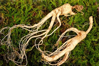 芒种收麦子文案（芒种收麦种稻）