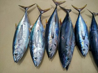 我应该感到自豪才对教学设计（我应该感到自豪才对板书设计）