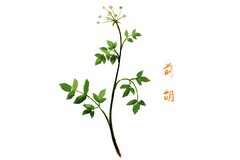 典当行借款合同版(典当行借款合同)