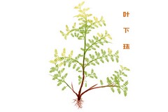 元旦晚会感受总结100字_元旦晚会排练心得体会