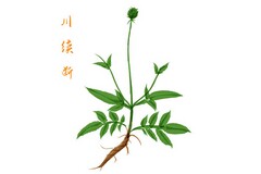 客服英文简历_外企客服英文简历