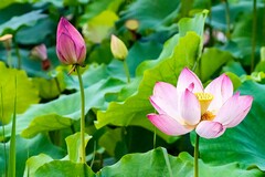 诗歌作文_诗歌作文大全100字