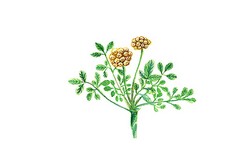 2023清明节祭扫活动方案_2024清明节扫墓活动方案